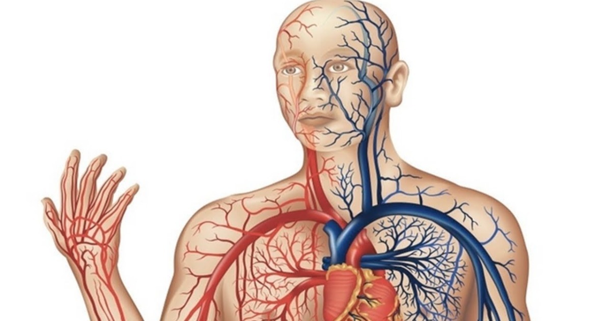 Artérias e veias: qual a diferença?