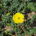 Saiba TUDO Sobre Tribulus Terrestris, O Suplemento Que Ajuda A Ganhar Músculos