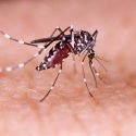 Dengue: Confira Os Principais Sintomas E Como Tratá-la