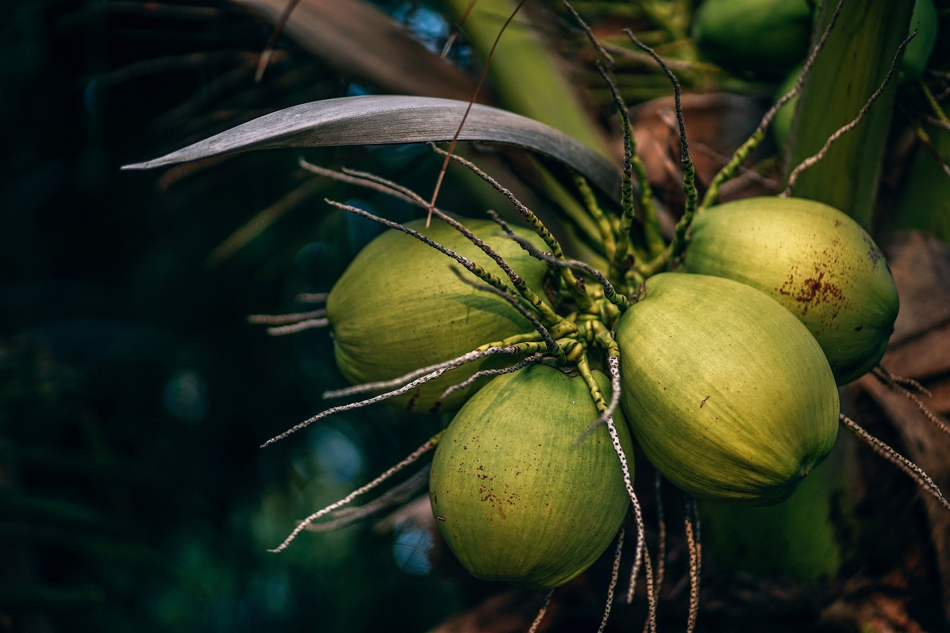 Água de coco: conheça tudo sobre esse isotônico natural e seus benefícios