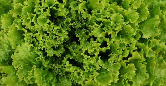 A Alface é Um Vegetal Folhoso, Famoso Por Dar Base A Saladas. Existem Vários Tipos De Alface, E Todos Eles Compartilham O Nome Científico Lactuca Sativa.
