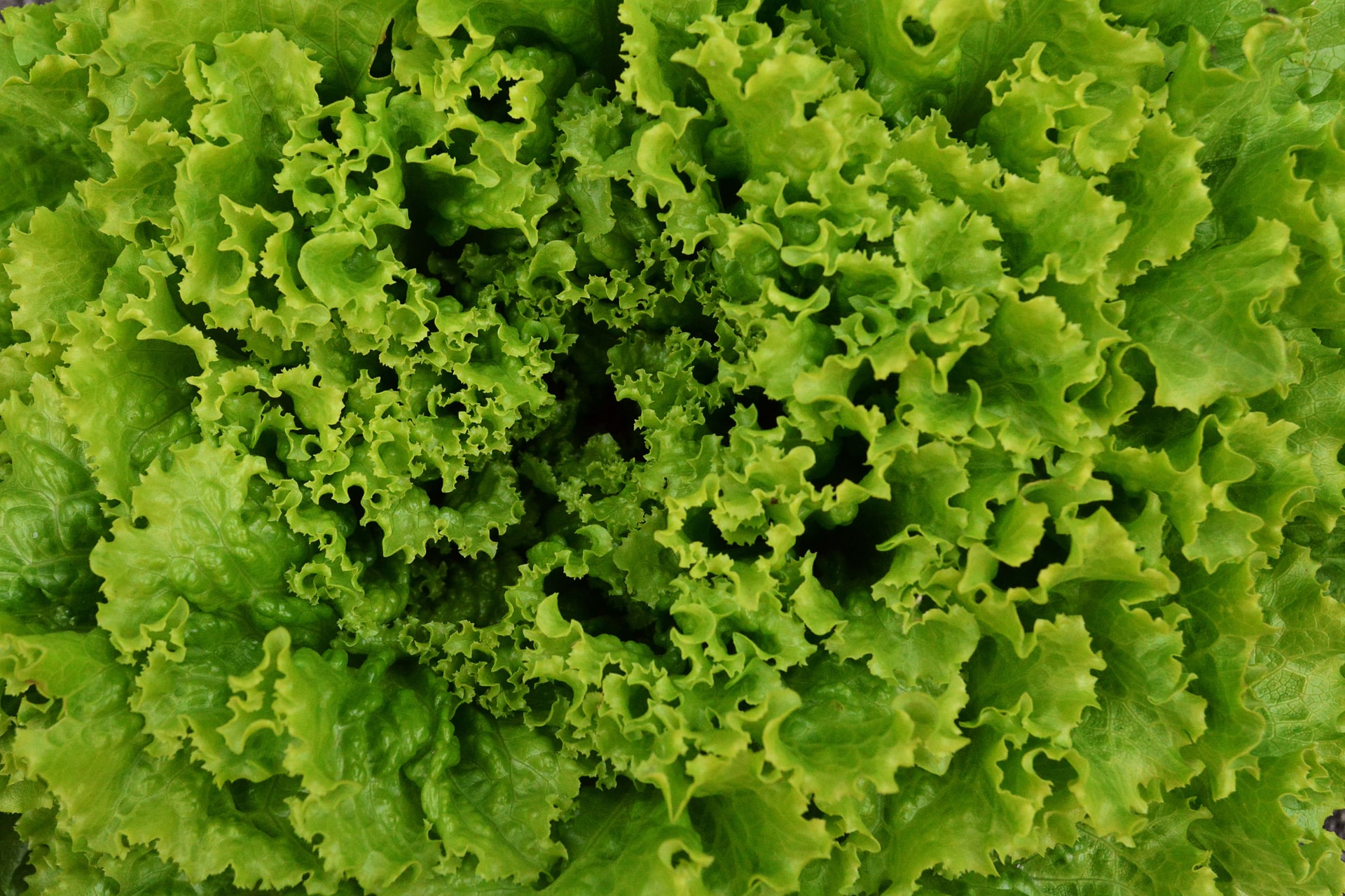 A alface é um vegetal folhoso, famoso por dar base a saladas. Existem vários tipos de alface, e todos eles compartilham o nome científico Lactuca sativa.