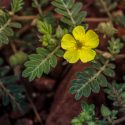 Para Que Serve O Tribulus Terrestris? 